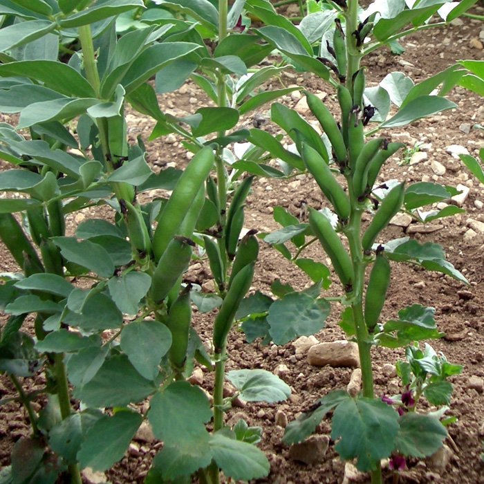 Puffbohne Crimson Flowered