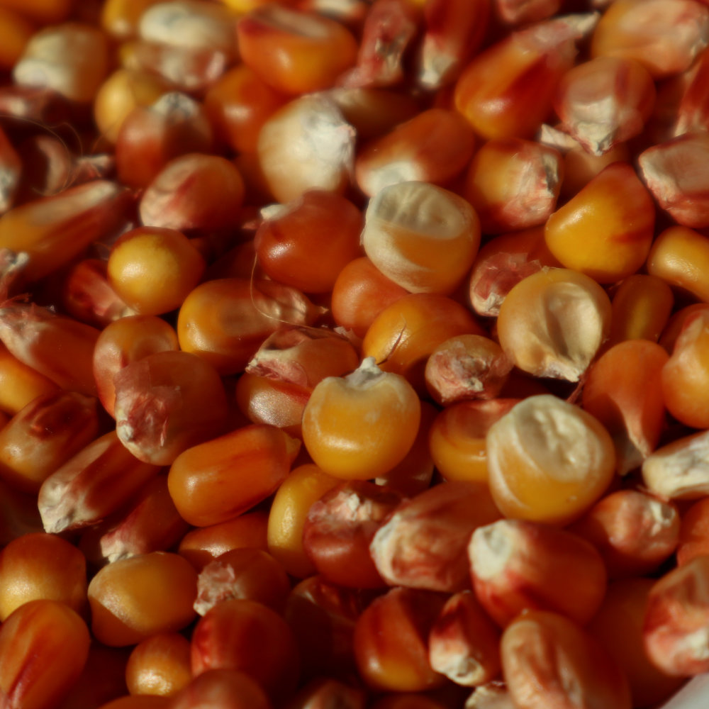 Gelber Polenta-Mais Emling