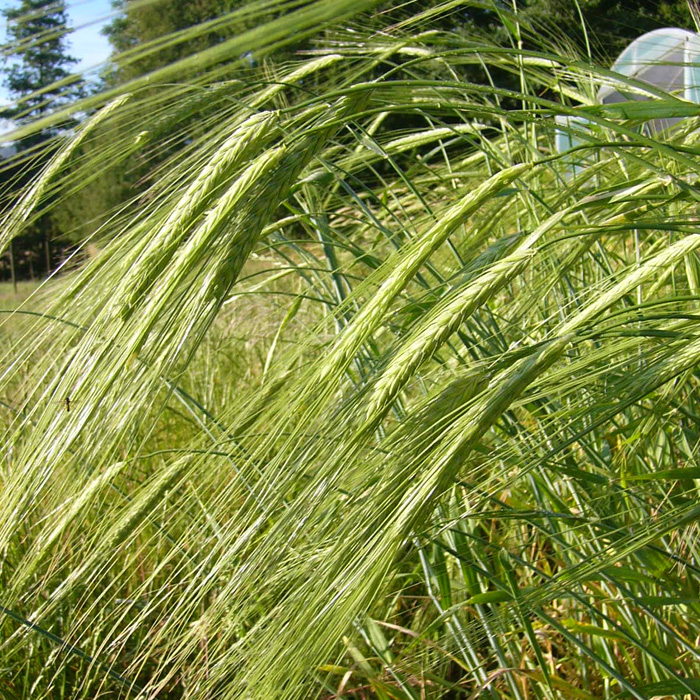 Popp-Gerste Paradiesgerste