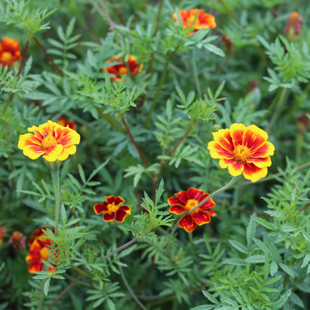Riesentagetes