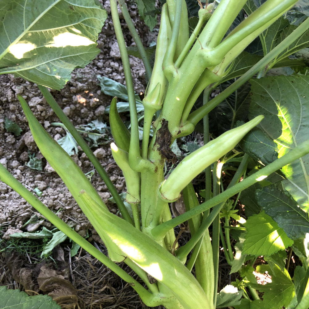 Okra Santa Cruz