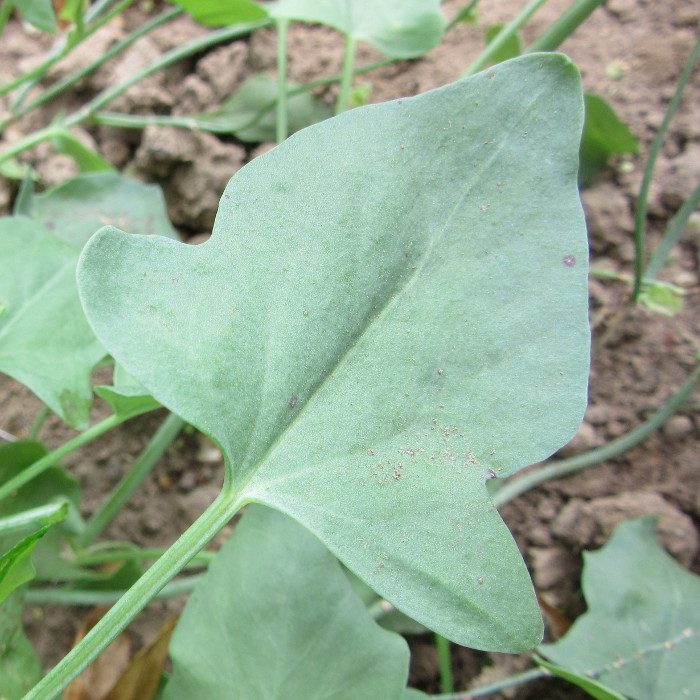 Schildampfer