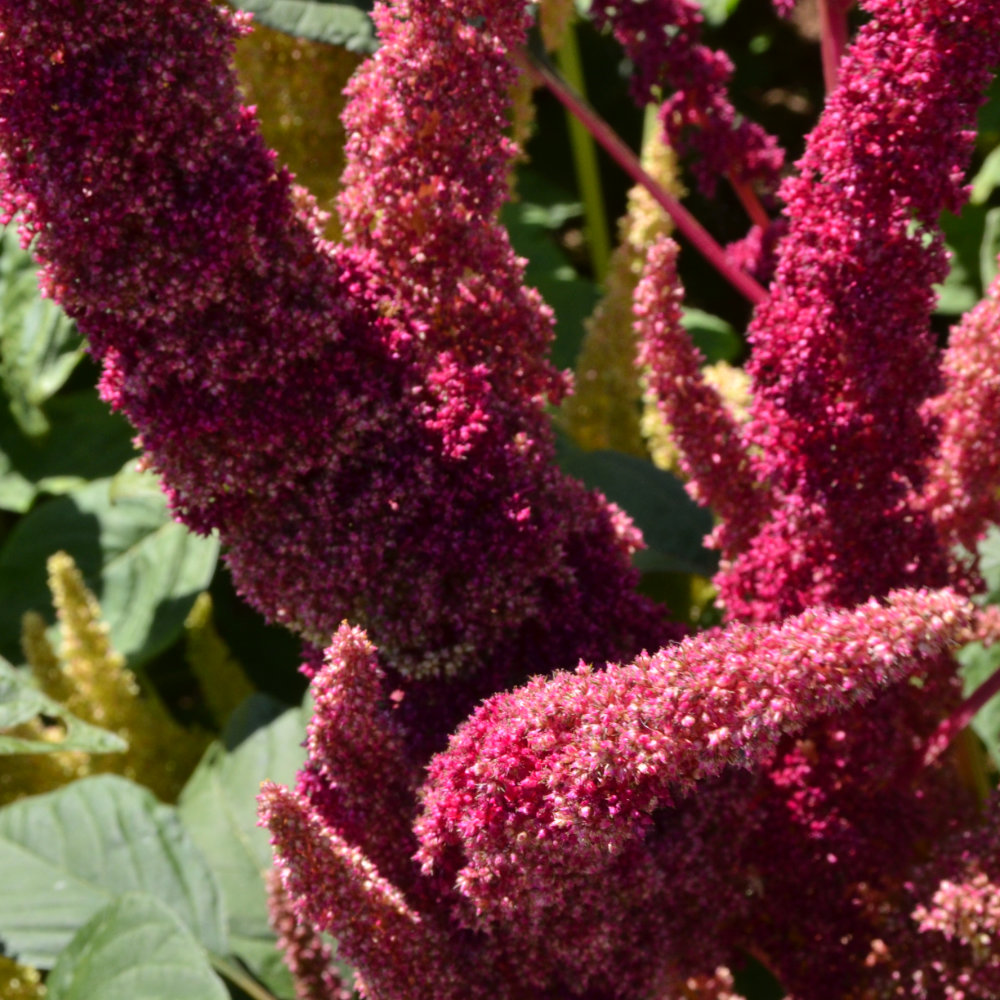 Popp-Amaranth Alegria