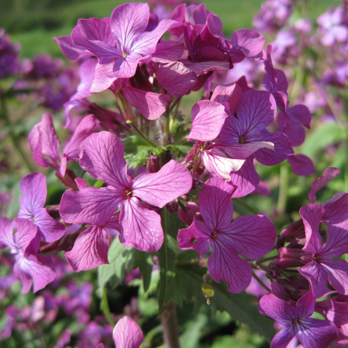 Silberpfennig, Mondviole, violett