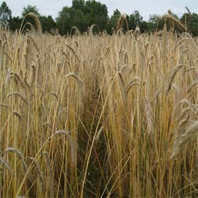 Roggen Martin Schmidt