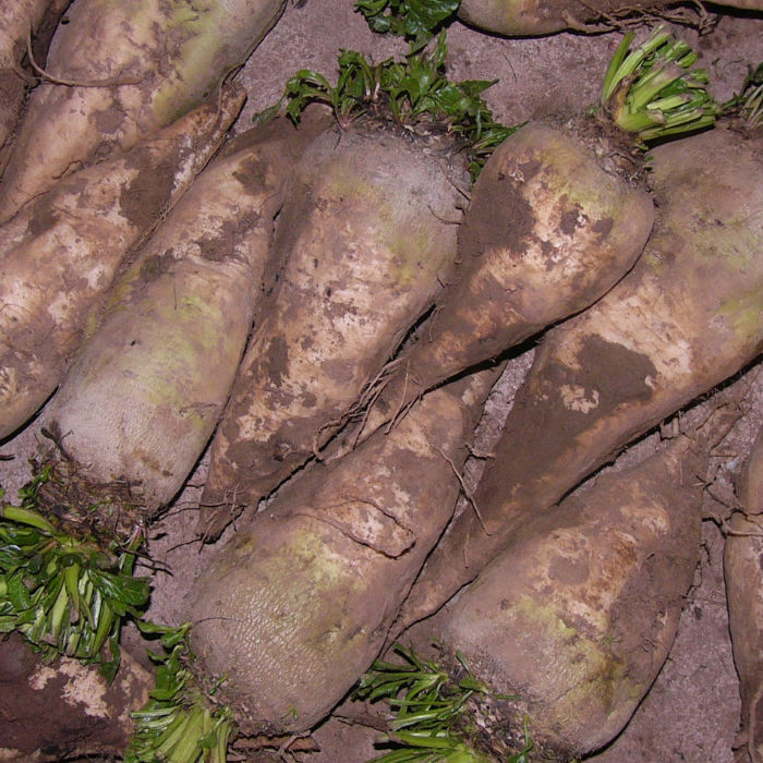 Speise-Zuckerrübe Sirius