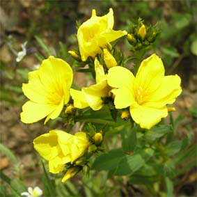Goldflachs
