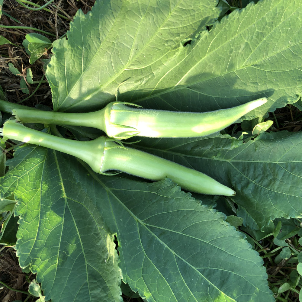 Okra Santa Cruz