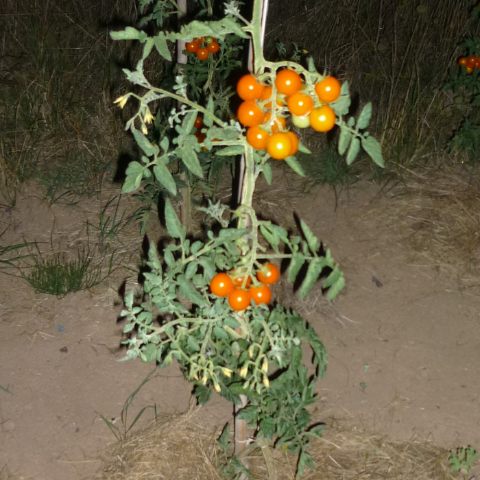 Cocktailtomate Petit Mandarin