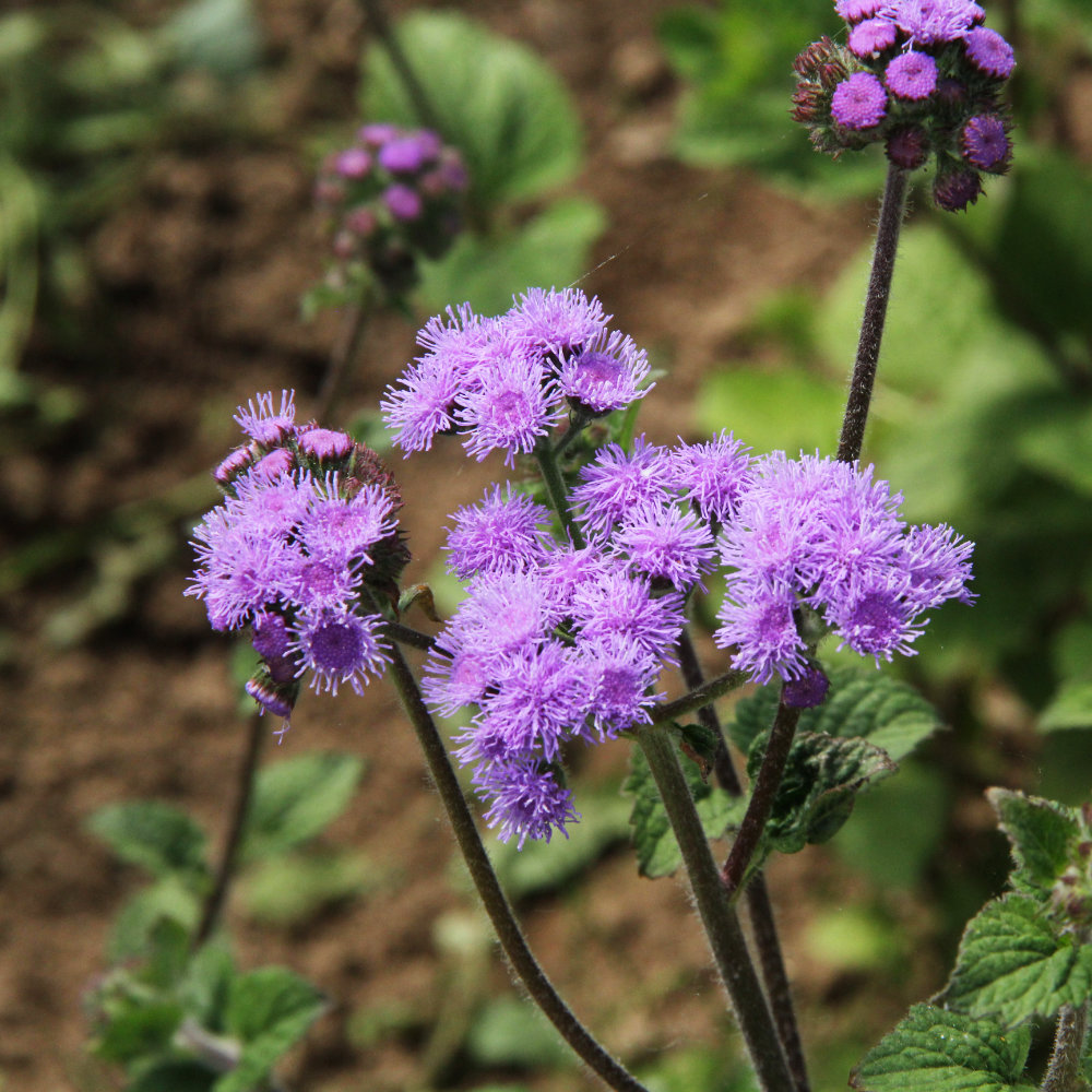 Mexikanischer Leberbalsam