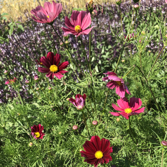 Cosmea Rubenza