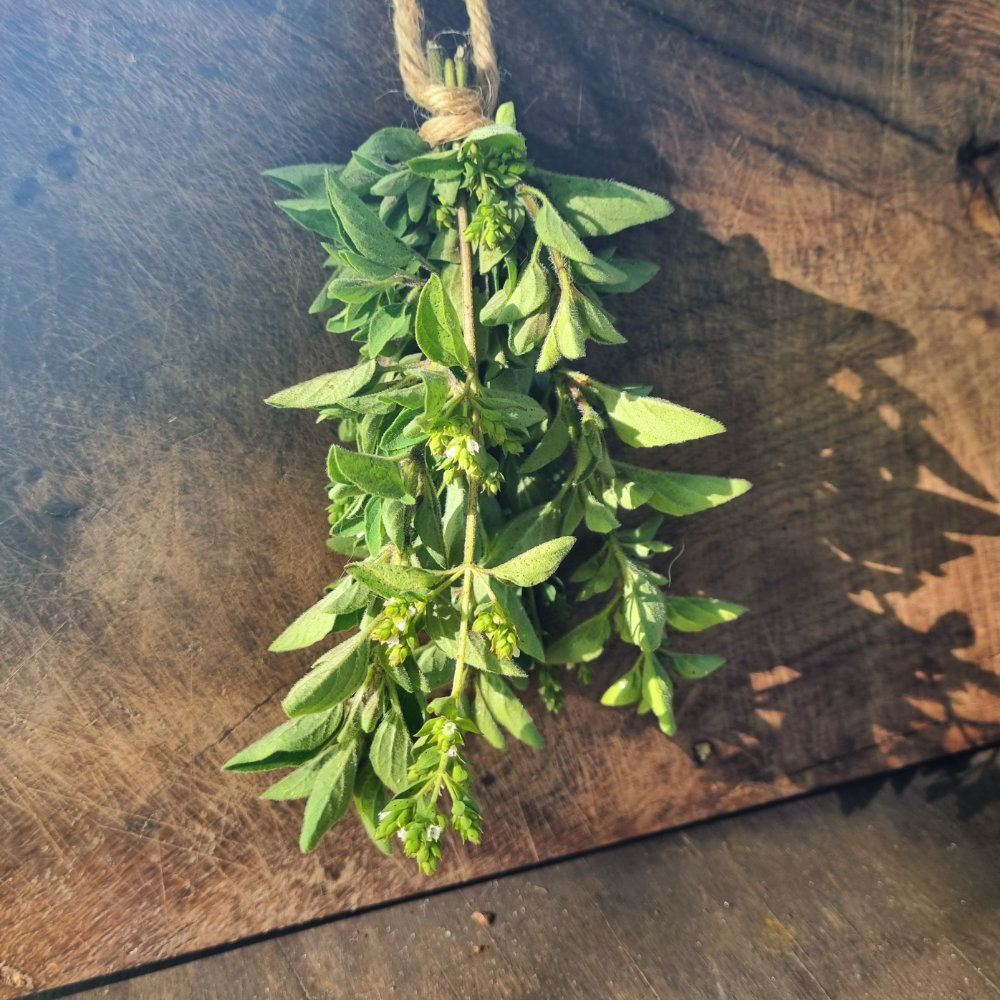 Griechischer Oregano