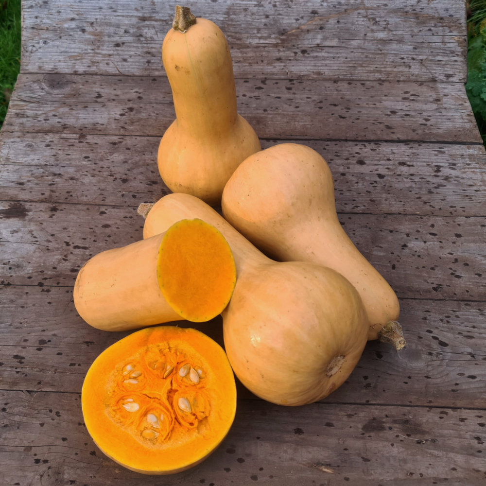 Moschuskürbis Butternut