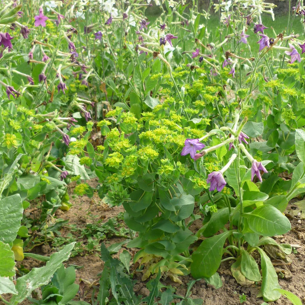 Rundblättriges Hasenohr