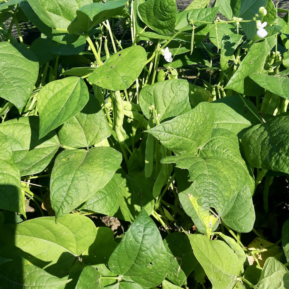 KLEINPACKUNG Buschbohne Zucker Perl Perfektion