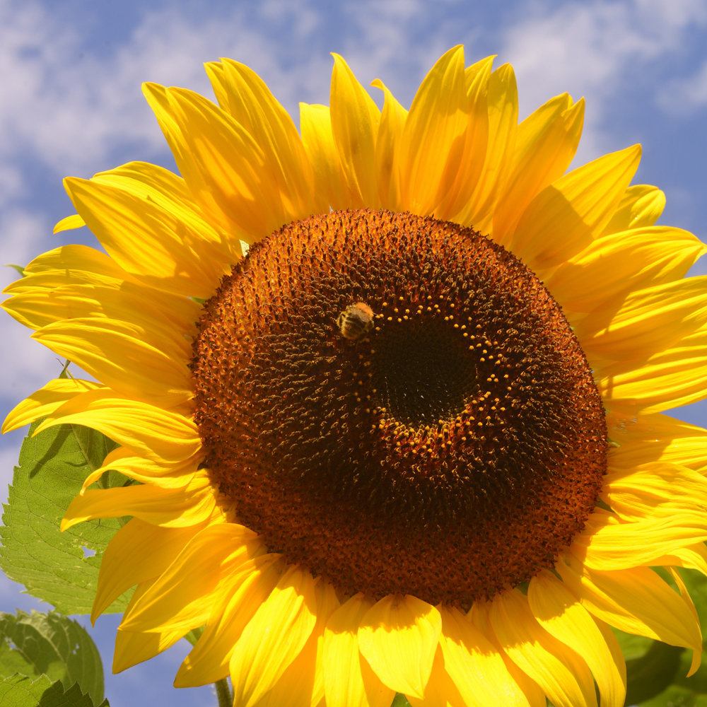 Riesensonnenblume