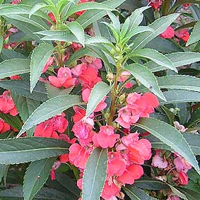 Gartenbalsamine