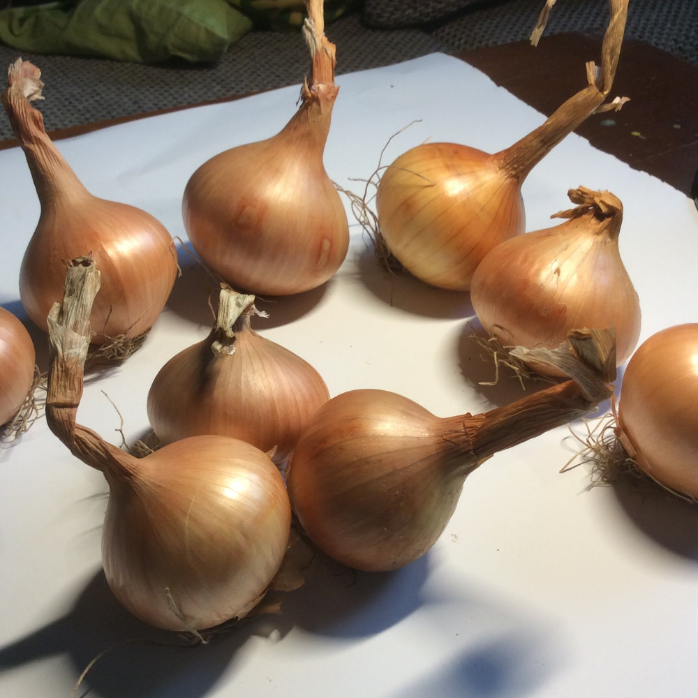 Saatzwiebel Calbenser Gerlinde