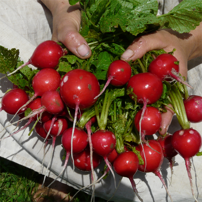 Radieschen Cherry Belle