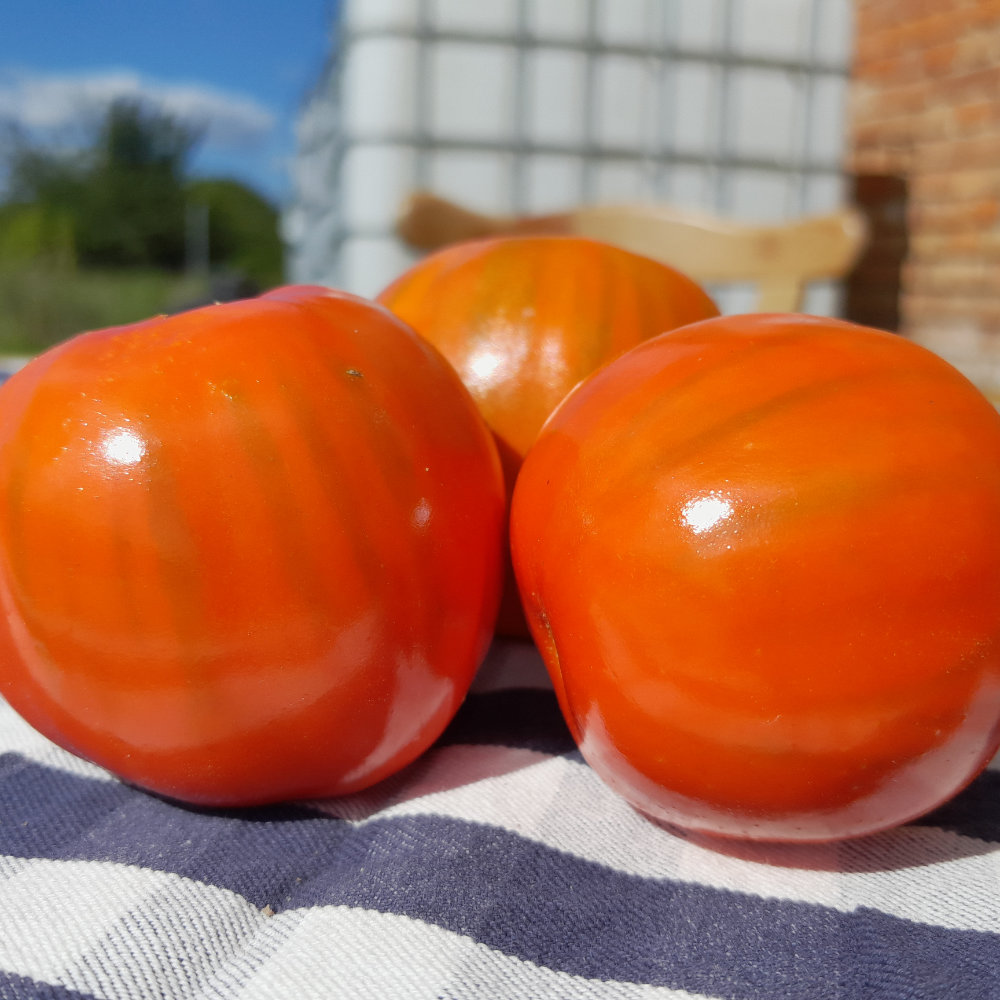 Afrikanische Aubergine Rossa di Napoli