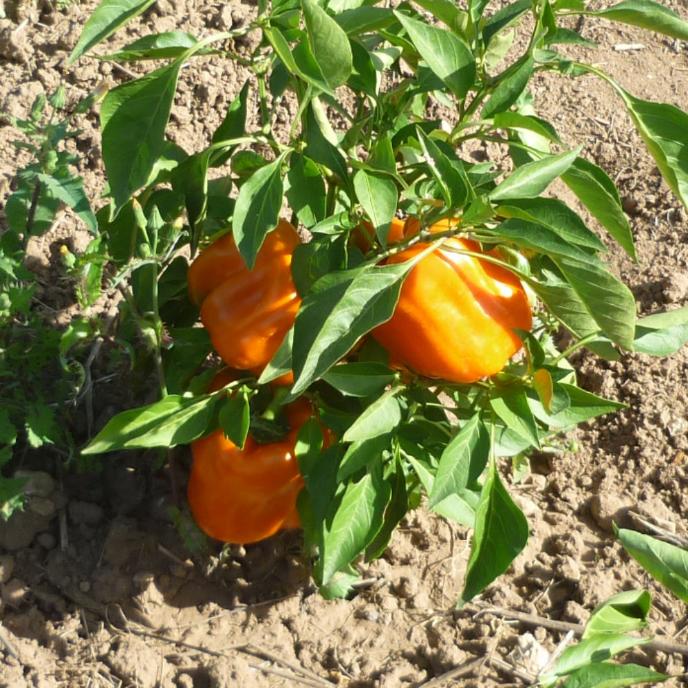 Paprika Orange Bell