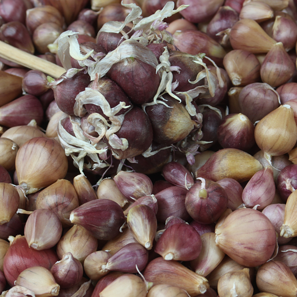 Knoblauch Rocambole