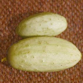 Einlegegurke Weiße Spangenberg