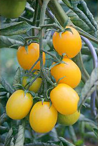 Gelbe Tomate Cerise