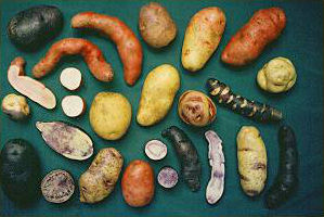 Kartoffel-Vielfalt